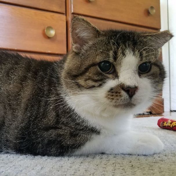 Enlarge Early, a Adoptable Domestic Short Hair in Warminster, PA image 1/9