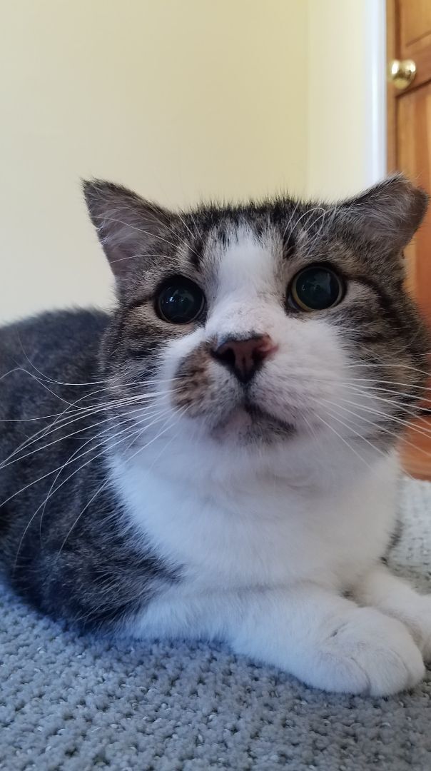 Enlarge Early, a Adoptable Domestic Short Hair in Warminster, PA image 2/9