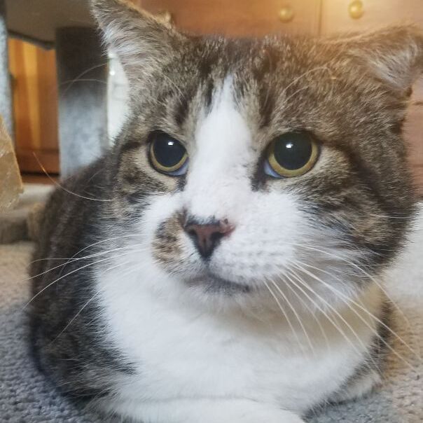 Enlarge Early, a Adoptable Domestic Short Hair in Warminster, PA image 3/9