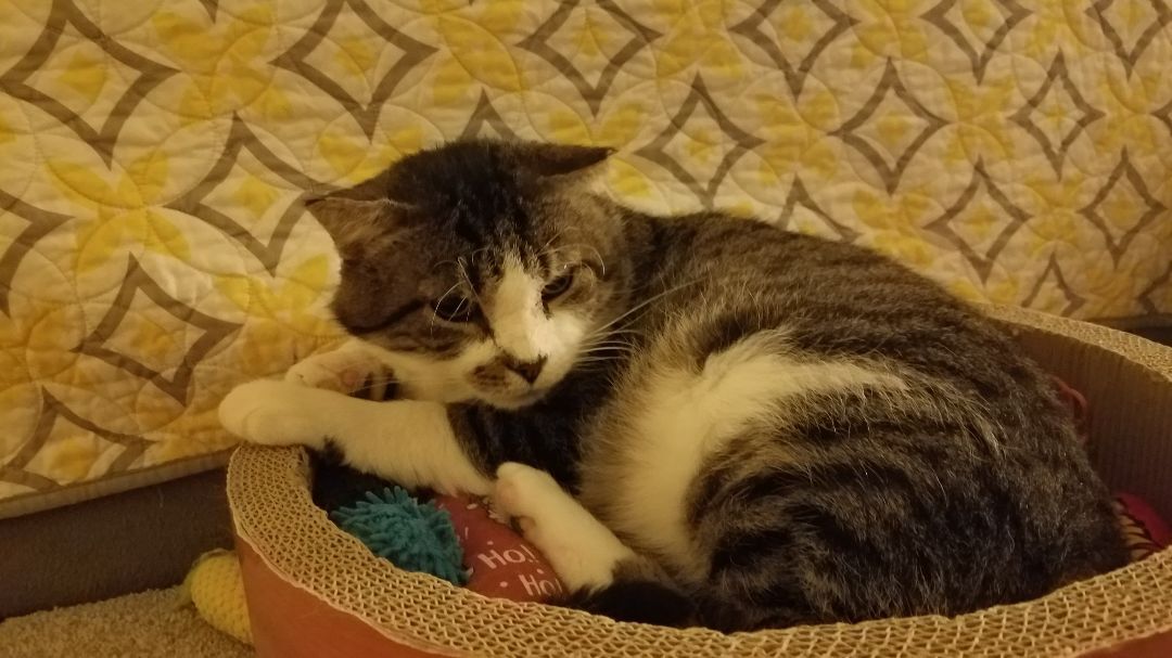 Enlarge Early, a Adoptable Domestic Short Hair in Warminster, PA image 4/9