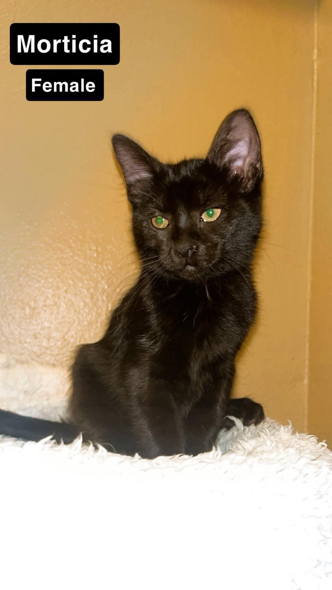 Enlarge Morticia, a Adoptable Domestic Short Hair in Mount Pleasant, TX image 1/3