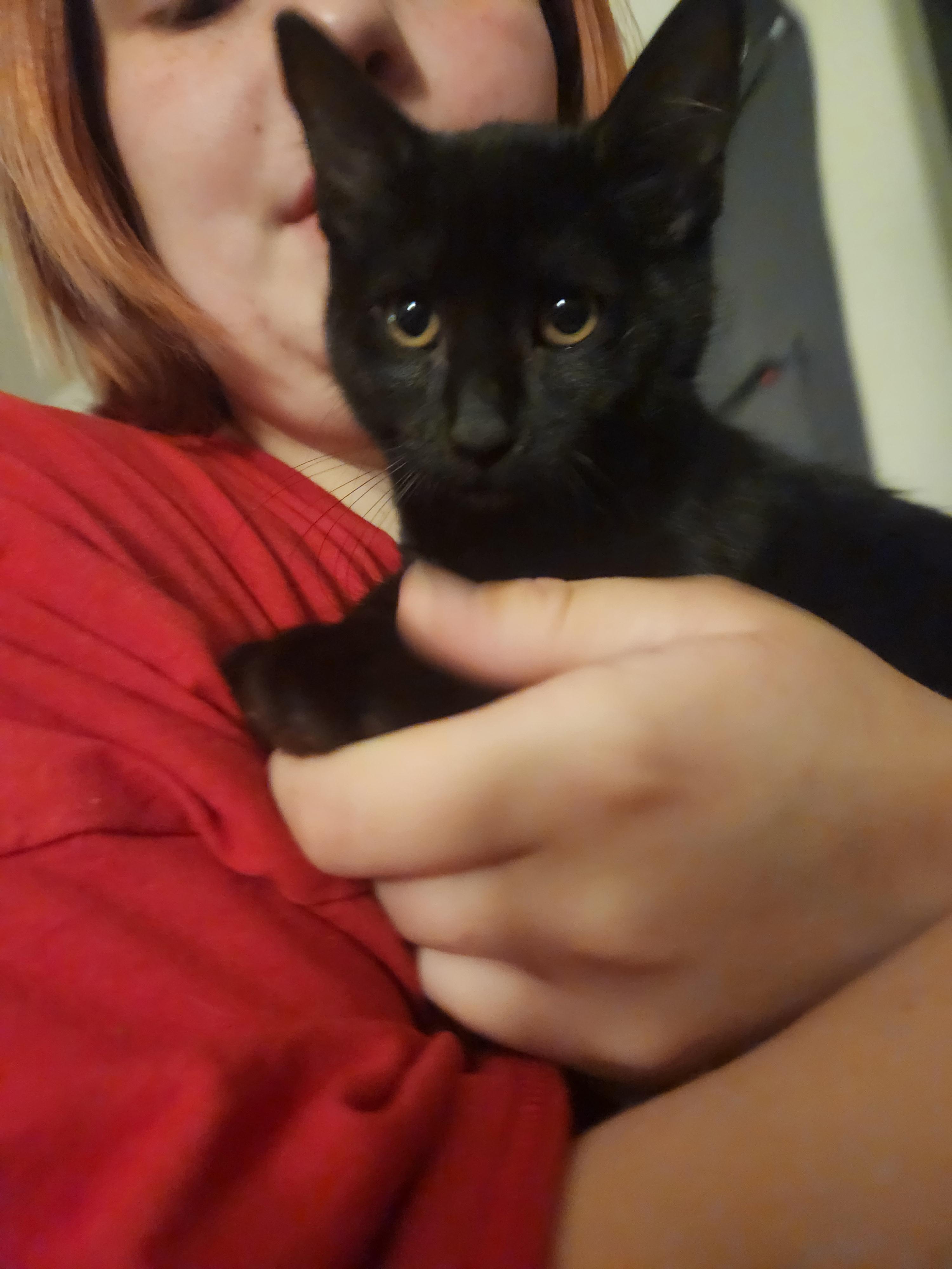 Enlarge Morticia, a Adoptable Domestic Short Hair in Mount Pleasant, TX image 3/3