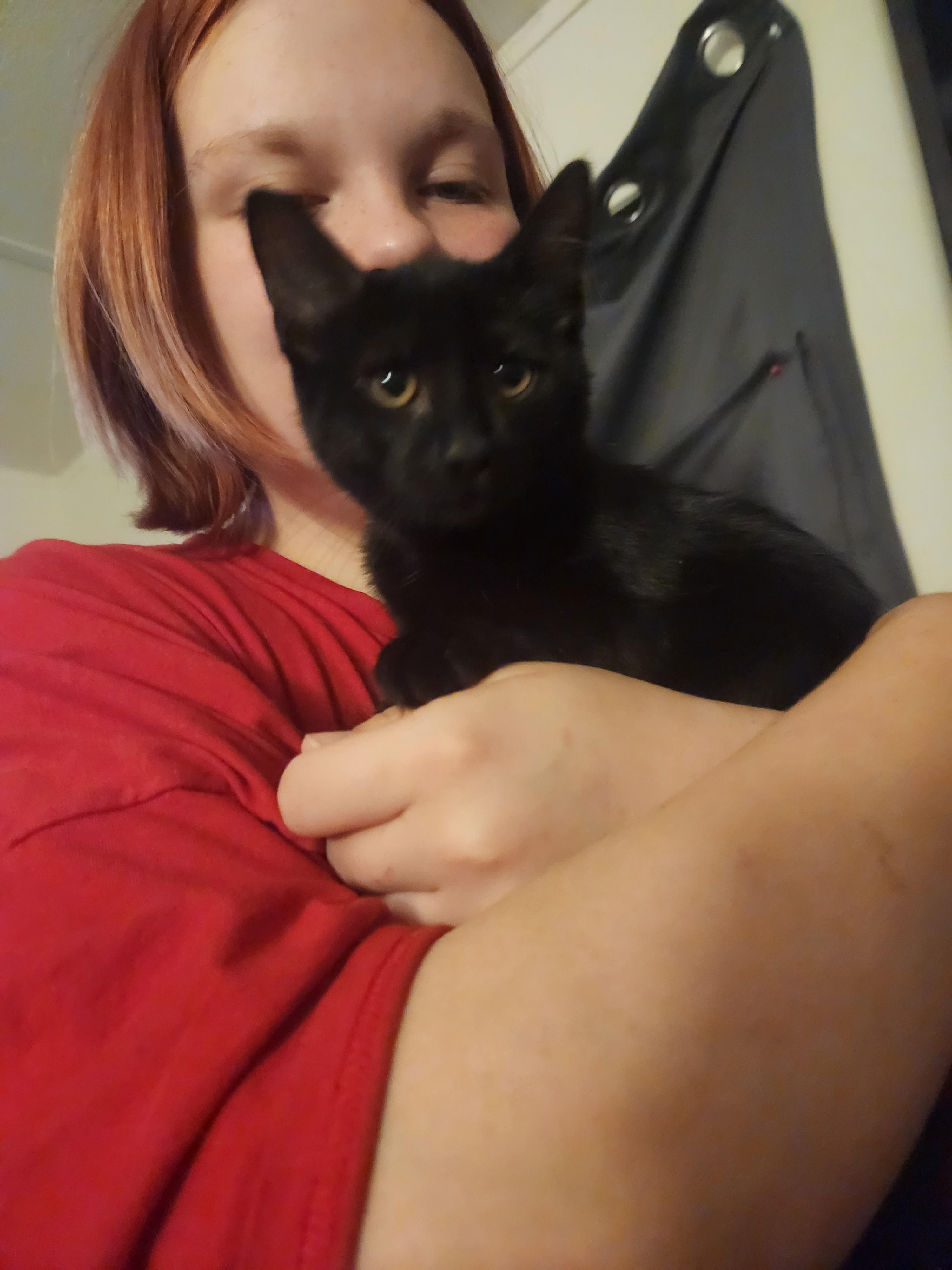 Enlarge Morticia, a Adoptable Domestic Short Hair in Mount Pleasant, TX image 2/3