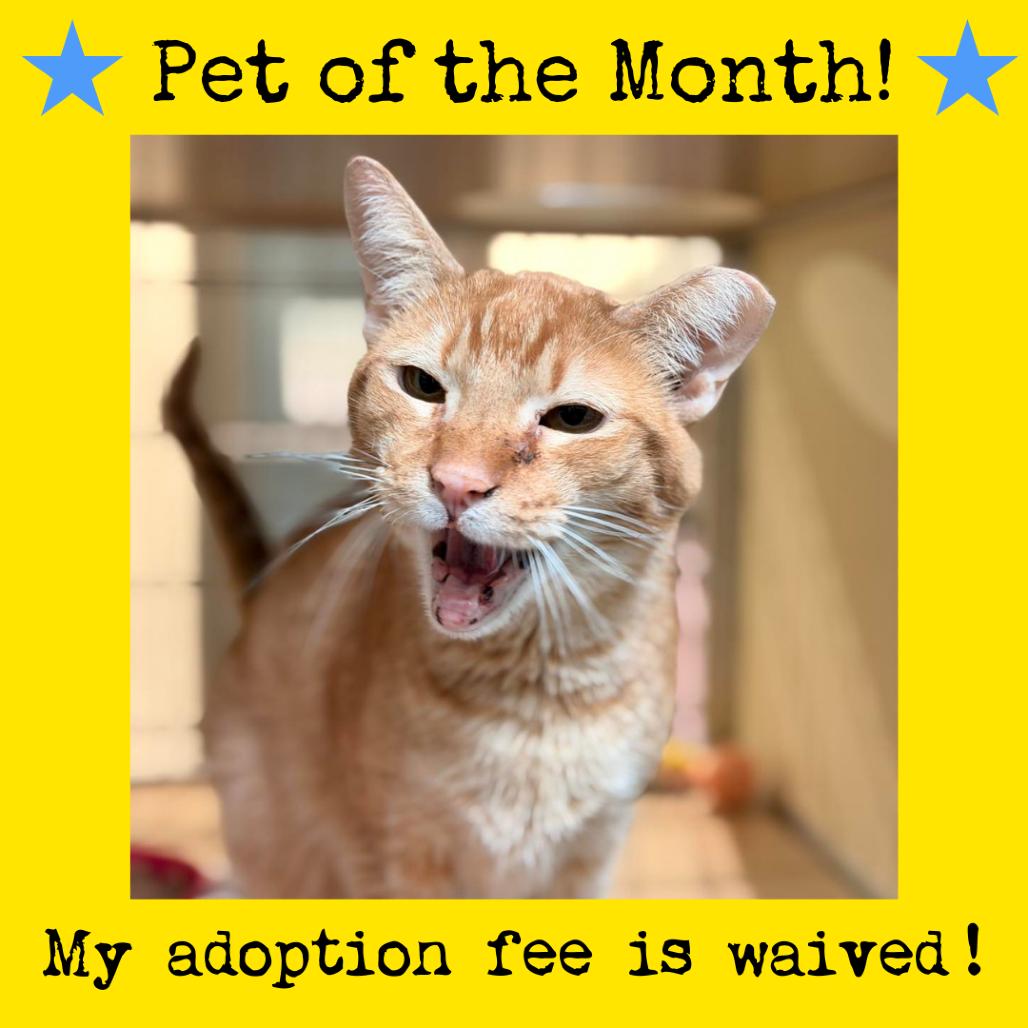 Orange Pop — thumbnail 2