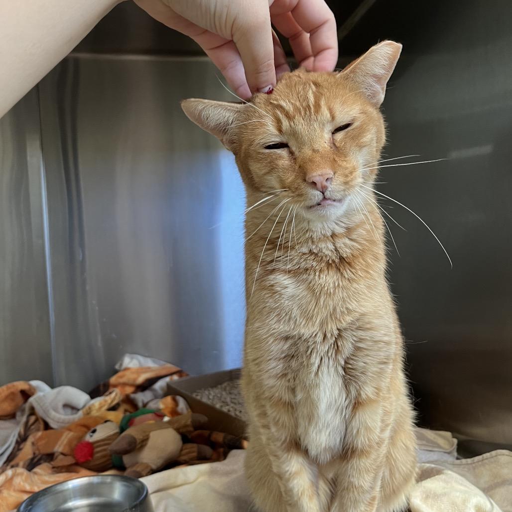 Orange Pop — thumbnail 3