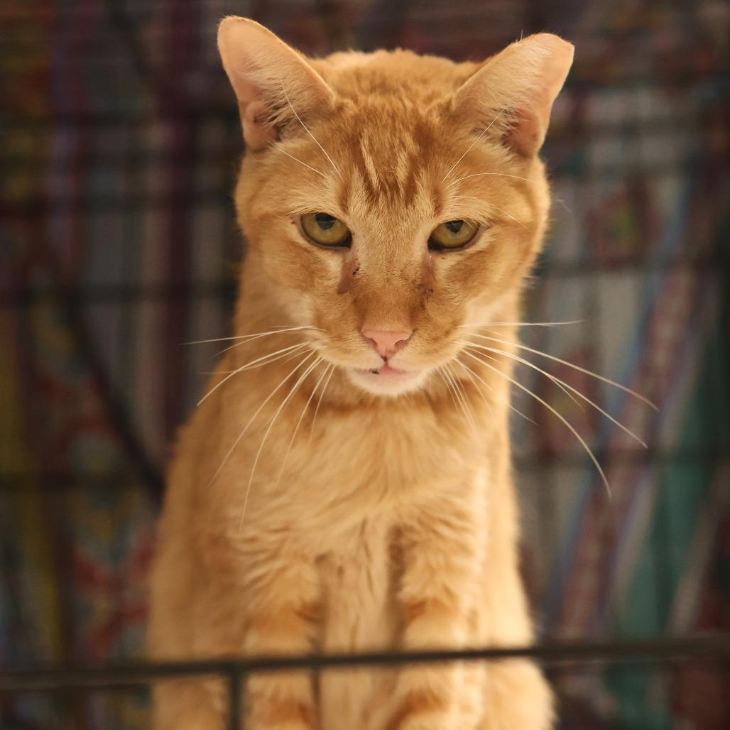 Orange Pop — thumbnail 4