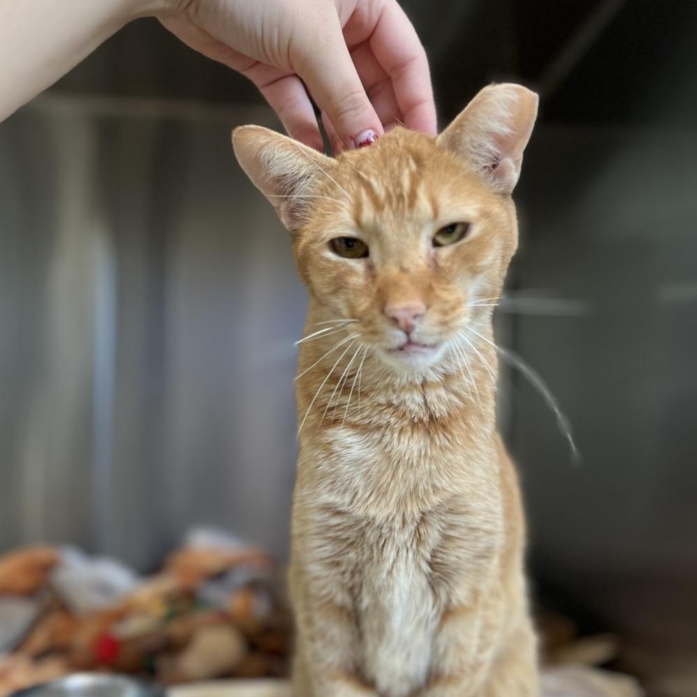 Orange Pop — thumbnail 5