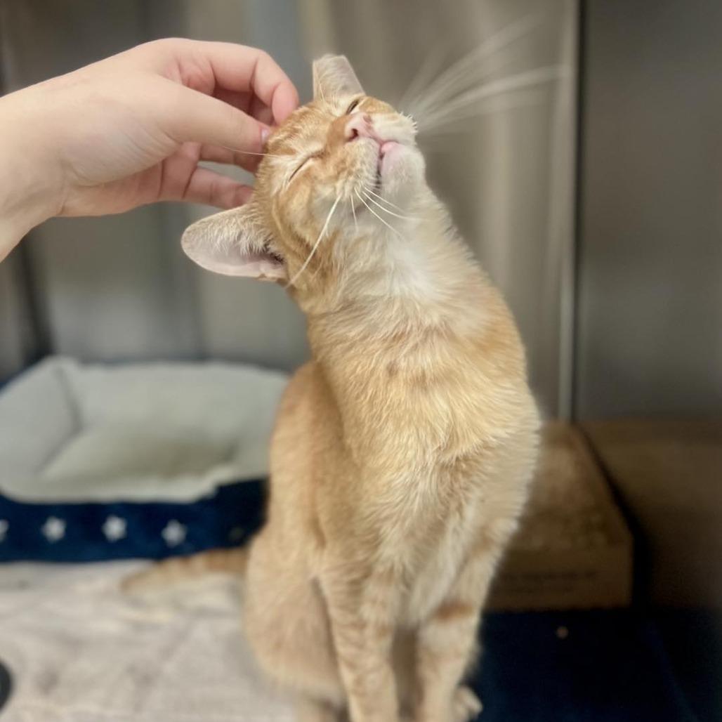 Orange Pop — thumbnail 6