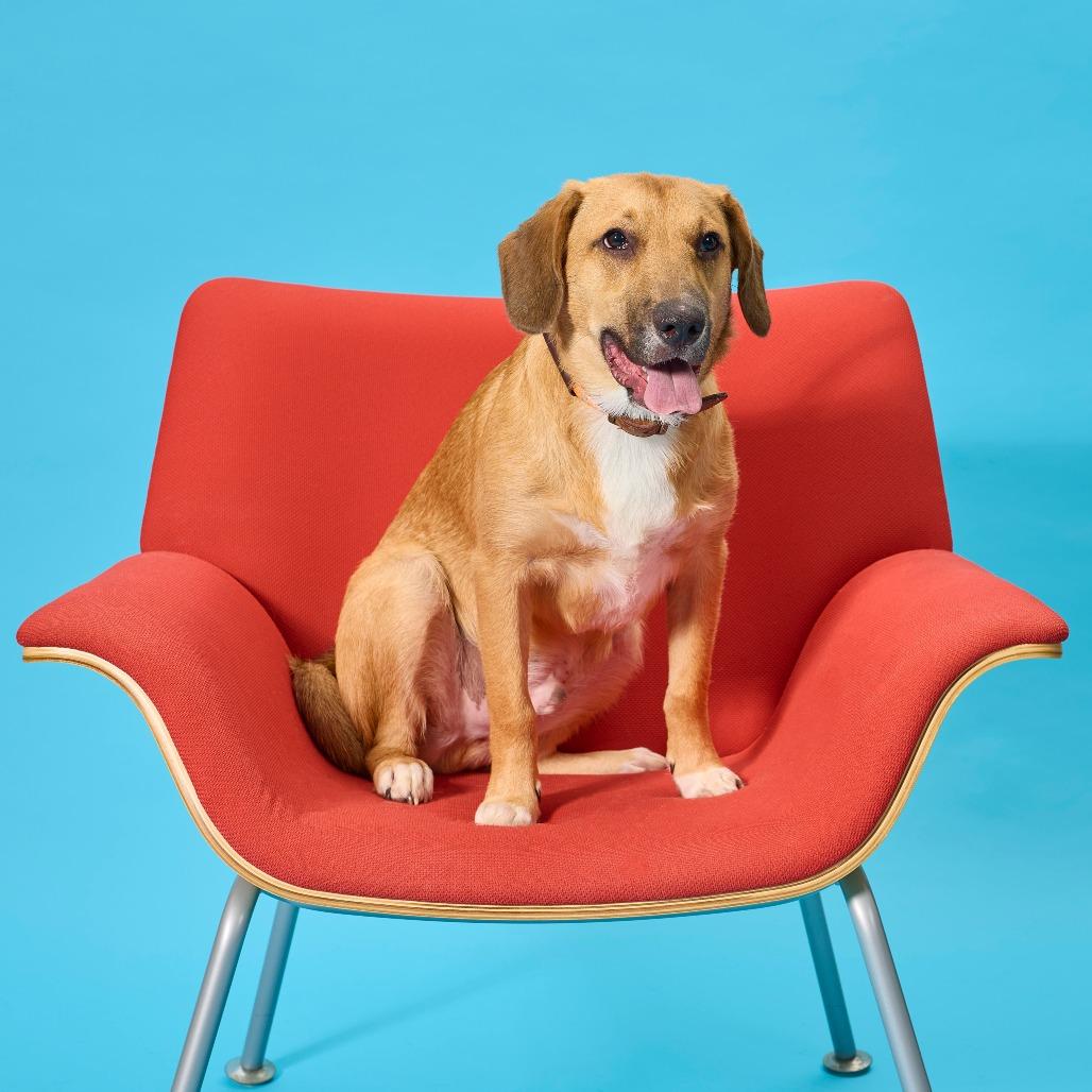 Denali, Adoptable, Young Male Basset Hound & Mixed Breed.