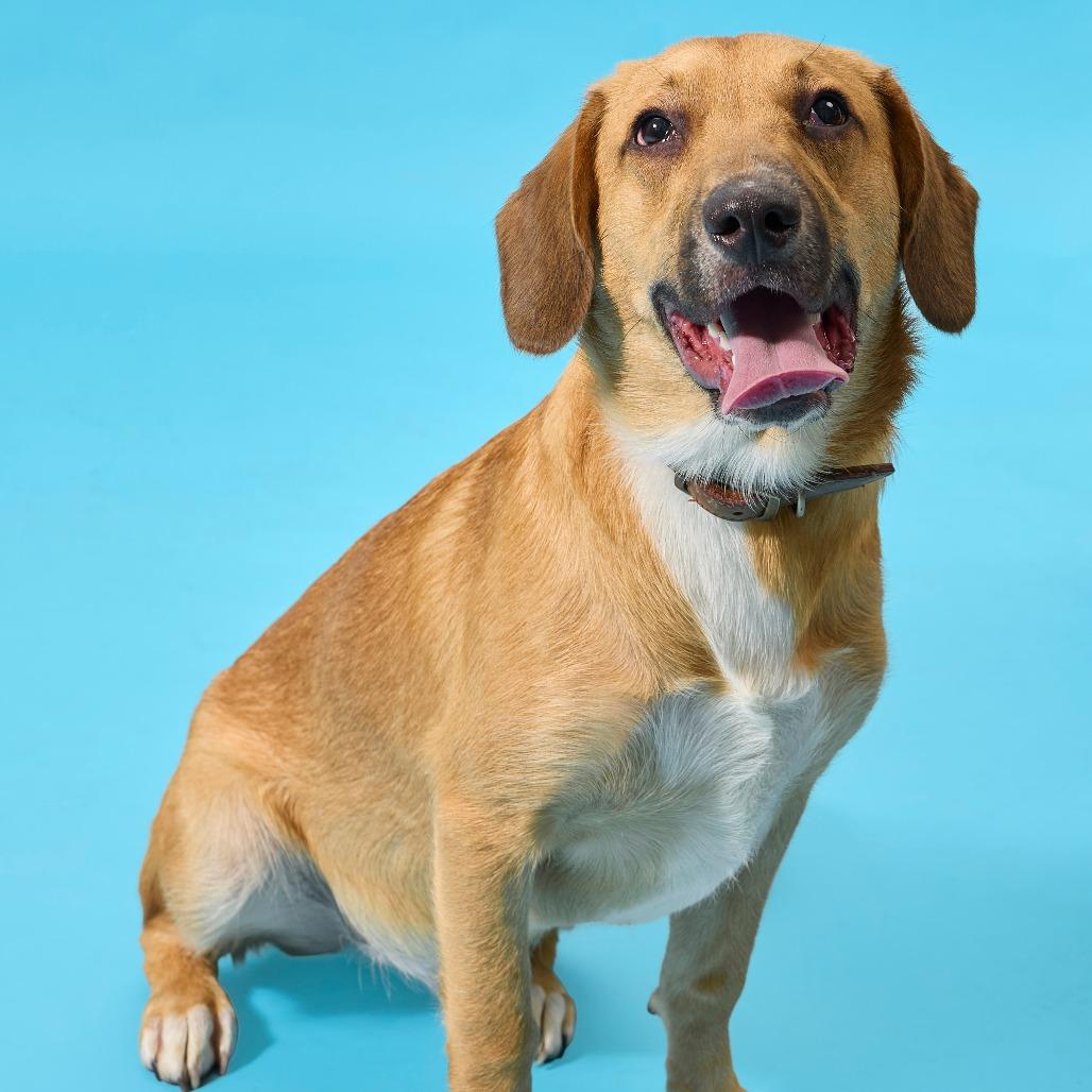 Denali, a Adoptable mixed breed in Cincinnati, OH image 2/6