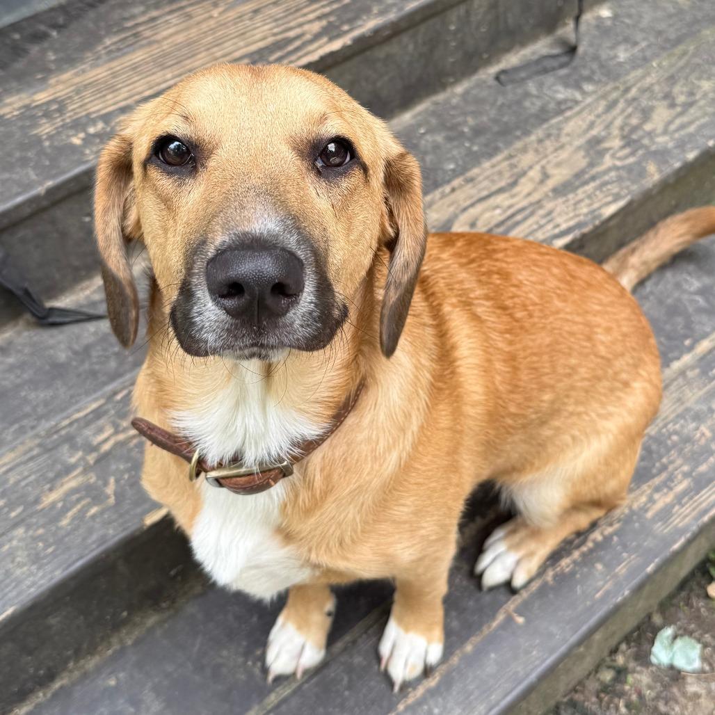 Enlarge Denali- $70 Adoption Fee!, a Adoptable mixed breed in Cincinnati, OH image 3/6