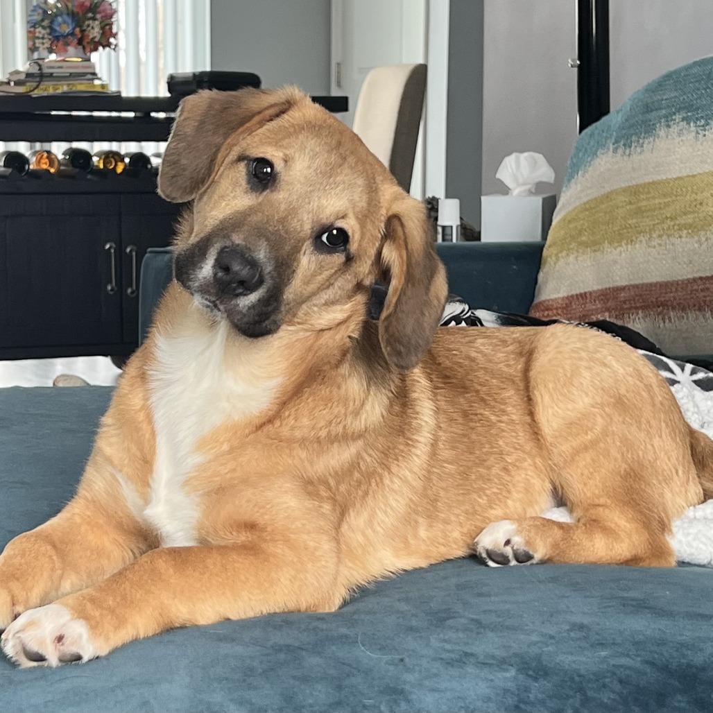 Denali, a Adoptable mixed breed in Cincinnati, OH image 3/6