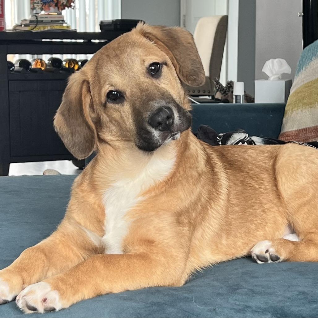 Denali, a Adoptable mixed breed in Cincinnati, OH image 4/6