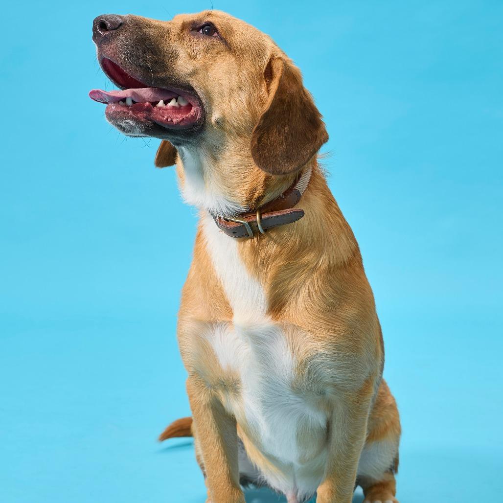 Denali, a Adoptable mixed breed in Cincinnati, OH image 5/6