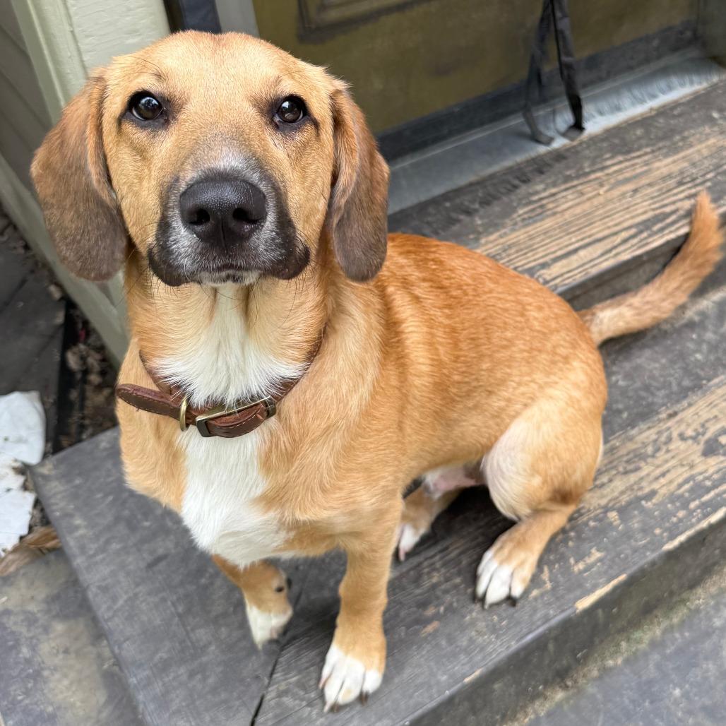 Denali, a Adoptable mixed breed in Cincinnati, OH image 6/6