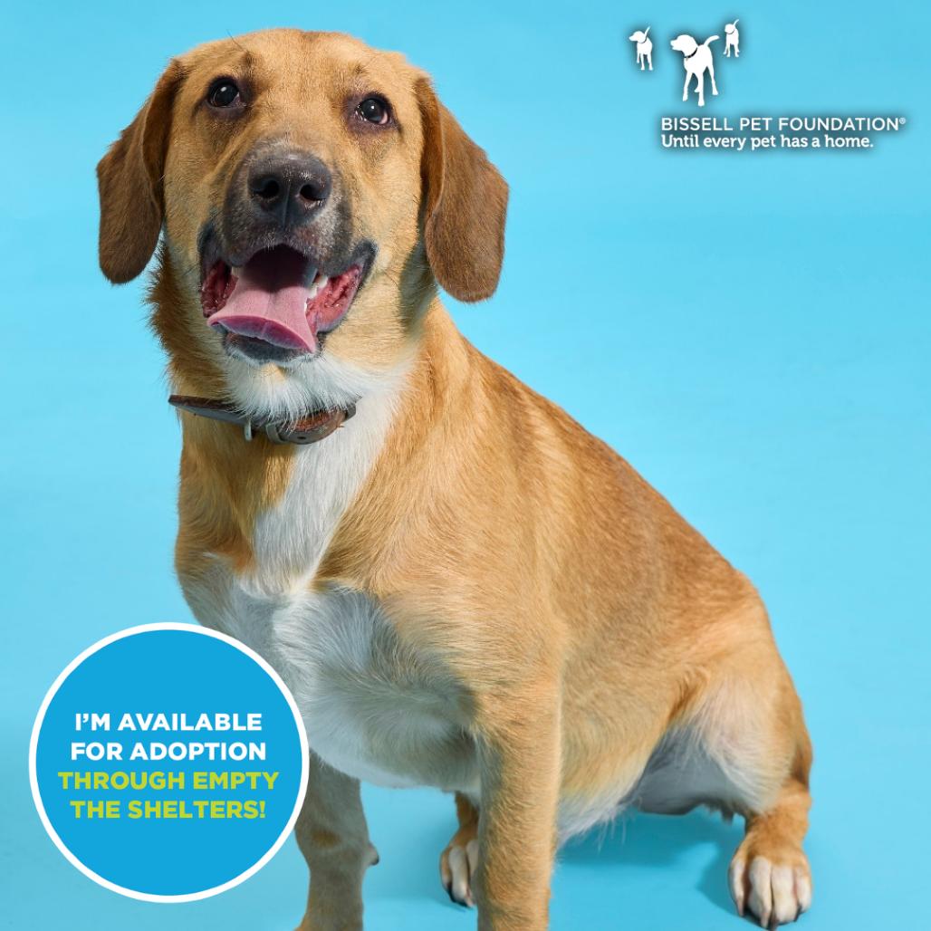 Enlarge Denali- $70 Adoption Fee!, a Adoptable mixed breed in Cincinnati, OH image 6/6