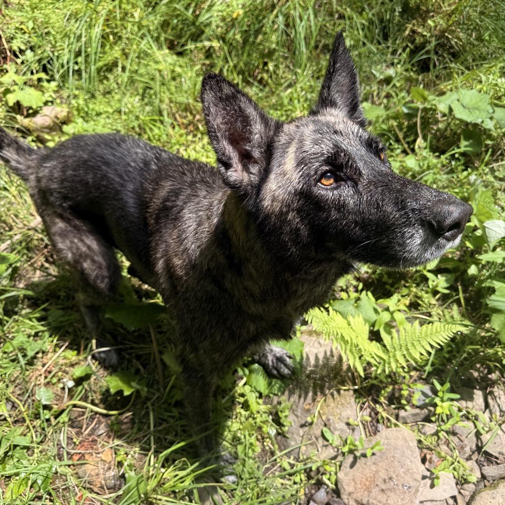 Enlarge Rasputin, a Adoptable mixed breed in Milford, NY image 2/6