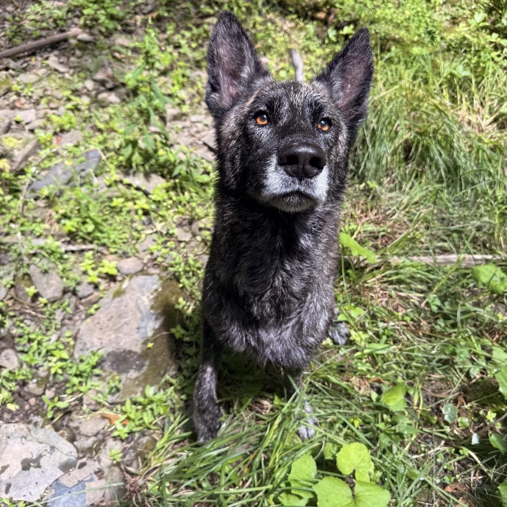 Enlarge Rasputin, a Adoptable mixed breed in Milford, NY image 1/6