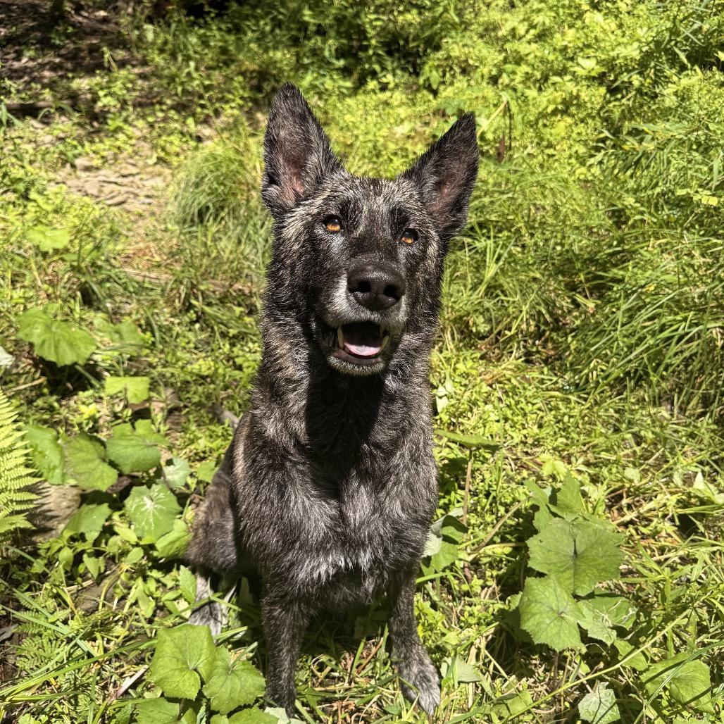 Enlarge Rasputin, a Adoptable mixed breed in Milford, NY image 4/6
