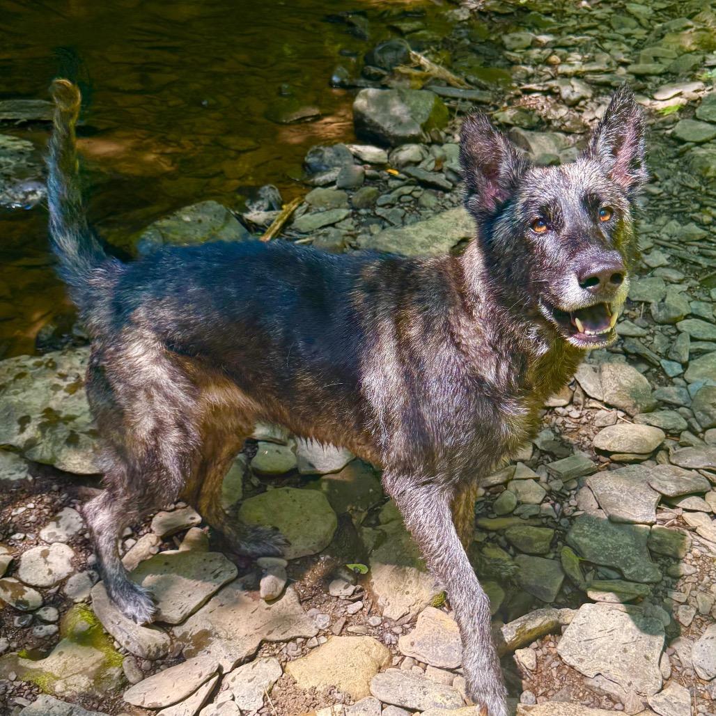Enlarge Rasputin, a Adoptable mixed breed in Milford, NY image 5/6