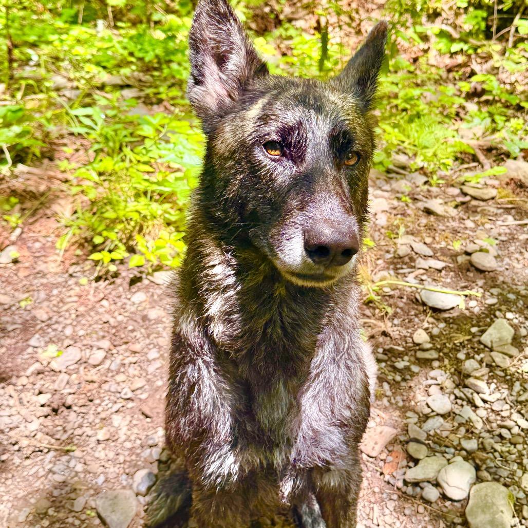 Enlarge Rasputin, a Adoptable mixed breed in Milford, NY image 6/6