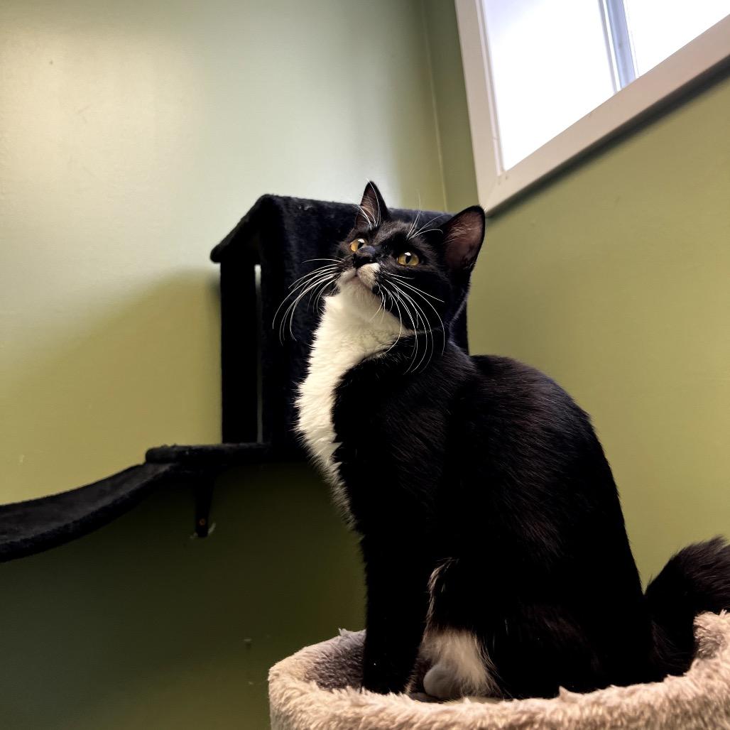 Squidward, Adoptable, Young Male Domestic Short Hair.