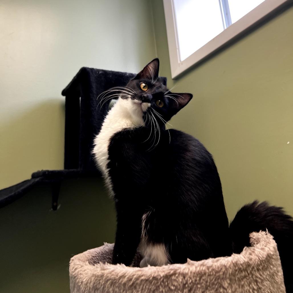 Squidward, a Adoptable Domestic Short Hair in Winchester, TN image 1/5