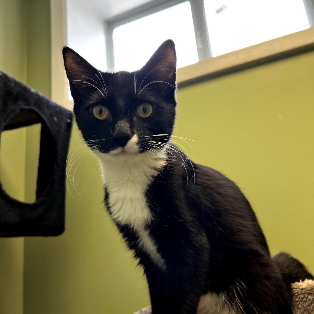 Squidward, a Adoptable Domestic Short Hair in Winchester, TN image 2/5