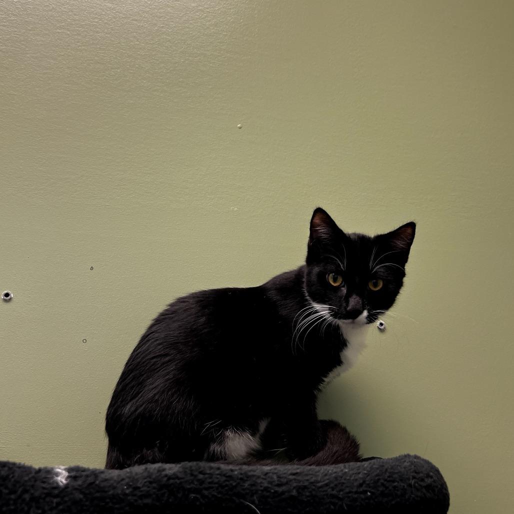 Squidward, a Adoptable Domestic Short Hair in Winchester, TN image 3/5