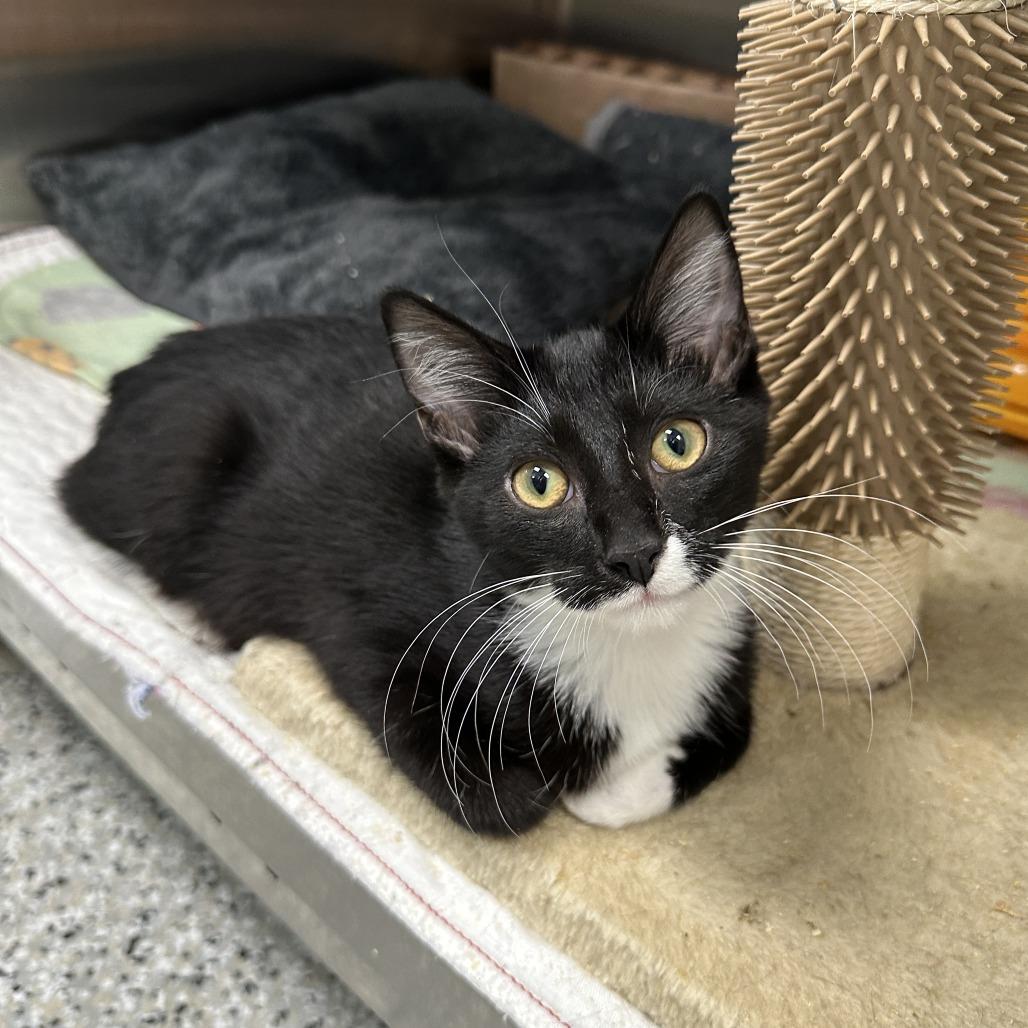 Squidward, a Adoptable Domestic Short Hair in Winchester, TN image 5/5