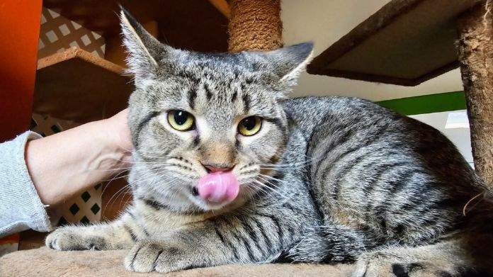 Nash, a Adoptable Domestic Short Hair in Bowie, MD image 1/3