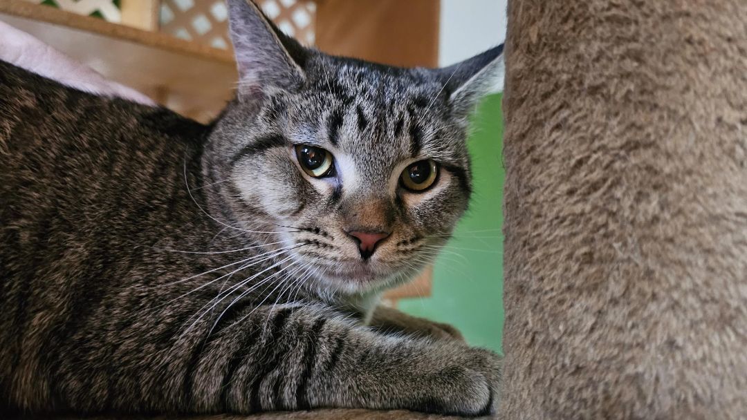 Nash, a Adoptable Domestic Short Hair in Bowie, MD image 2/3