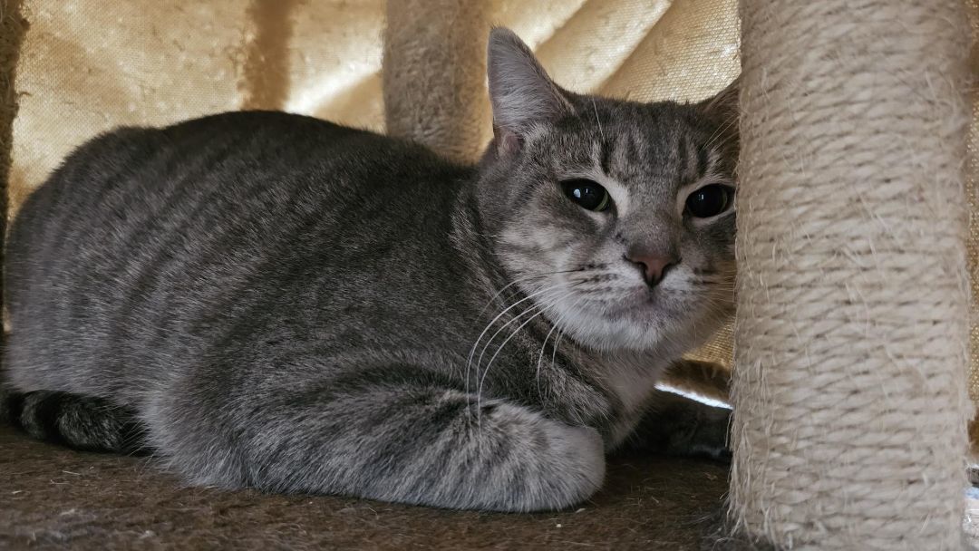 Nash, a Adoptable Domestic Short Hair in Bowie, MD image 3/3