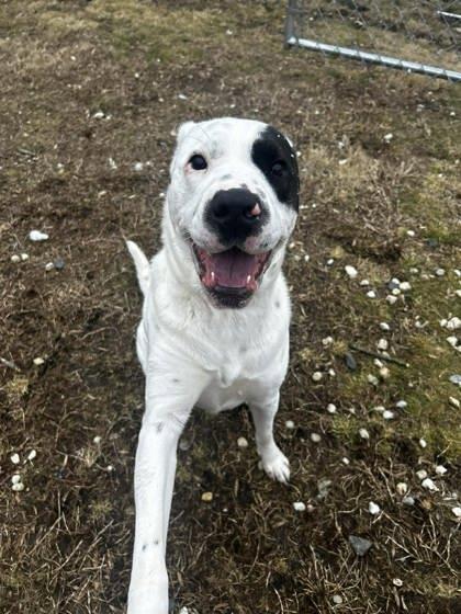Klaus, Adoptable, Adult Male Shar-Pei & Mixed Breed.