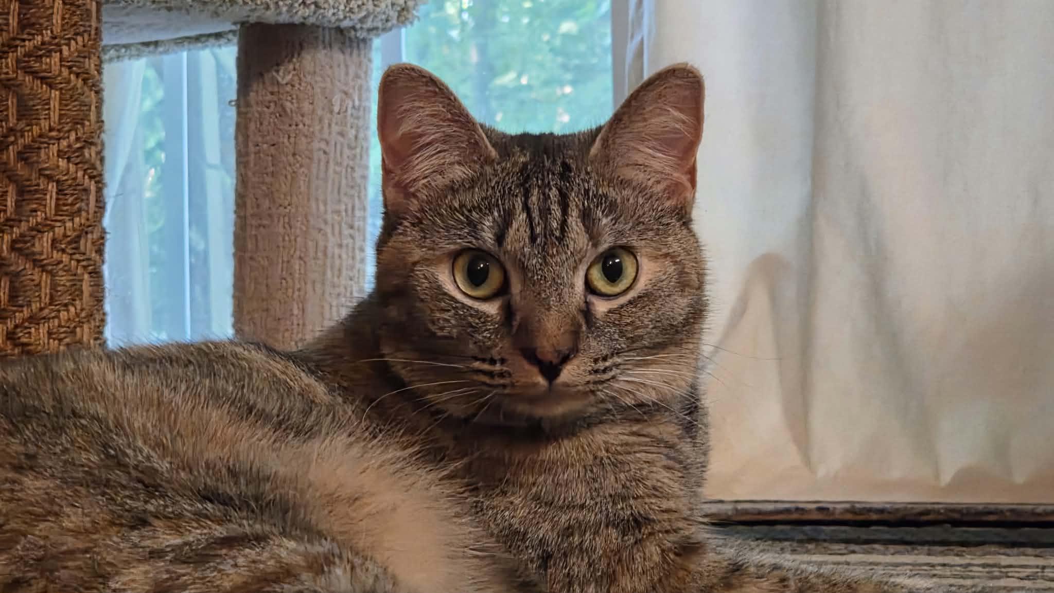 Satin, Adoptable, Adult Female Domestic Short Hair.