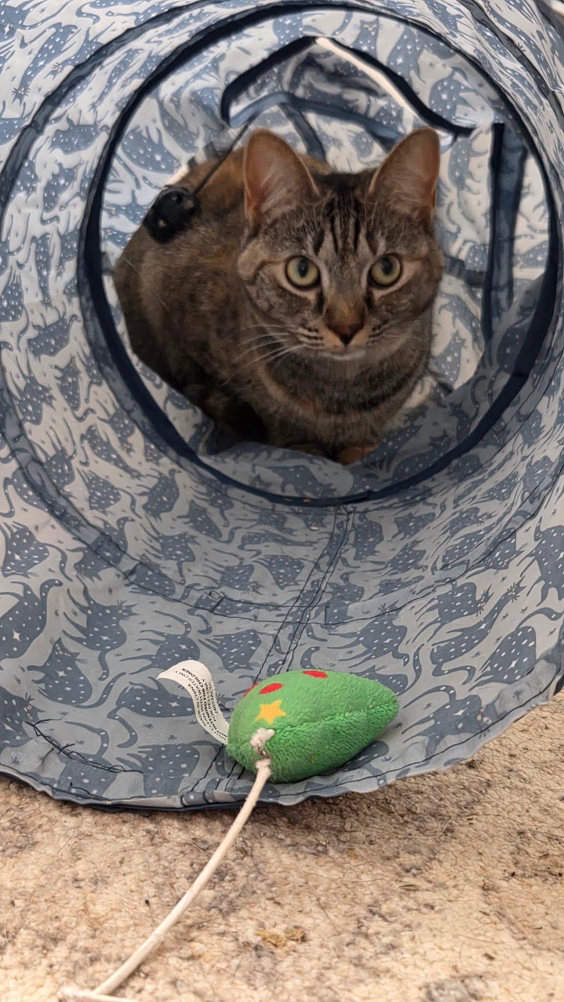 Enlarge Satin, a Adoptable Domestic Short Hair in Burlington, NC image 5/5