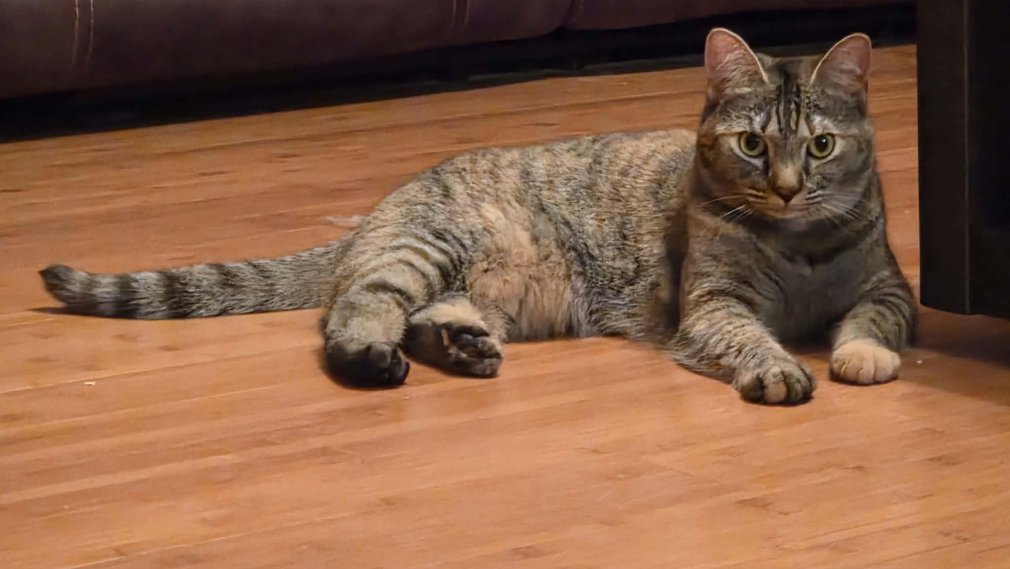 Enlarge Satin, a Adoptable Domestic Short Hair in Burlington, NC image 4/5