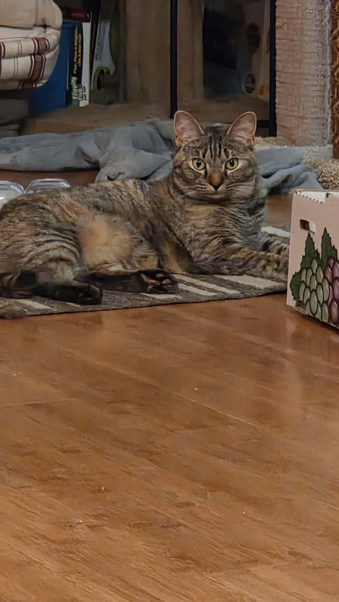 Enlarge Satin, a Adoptable Domestic Short Hair in Burlington, NC image 2/5