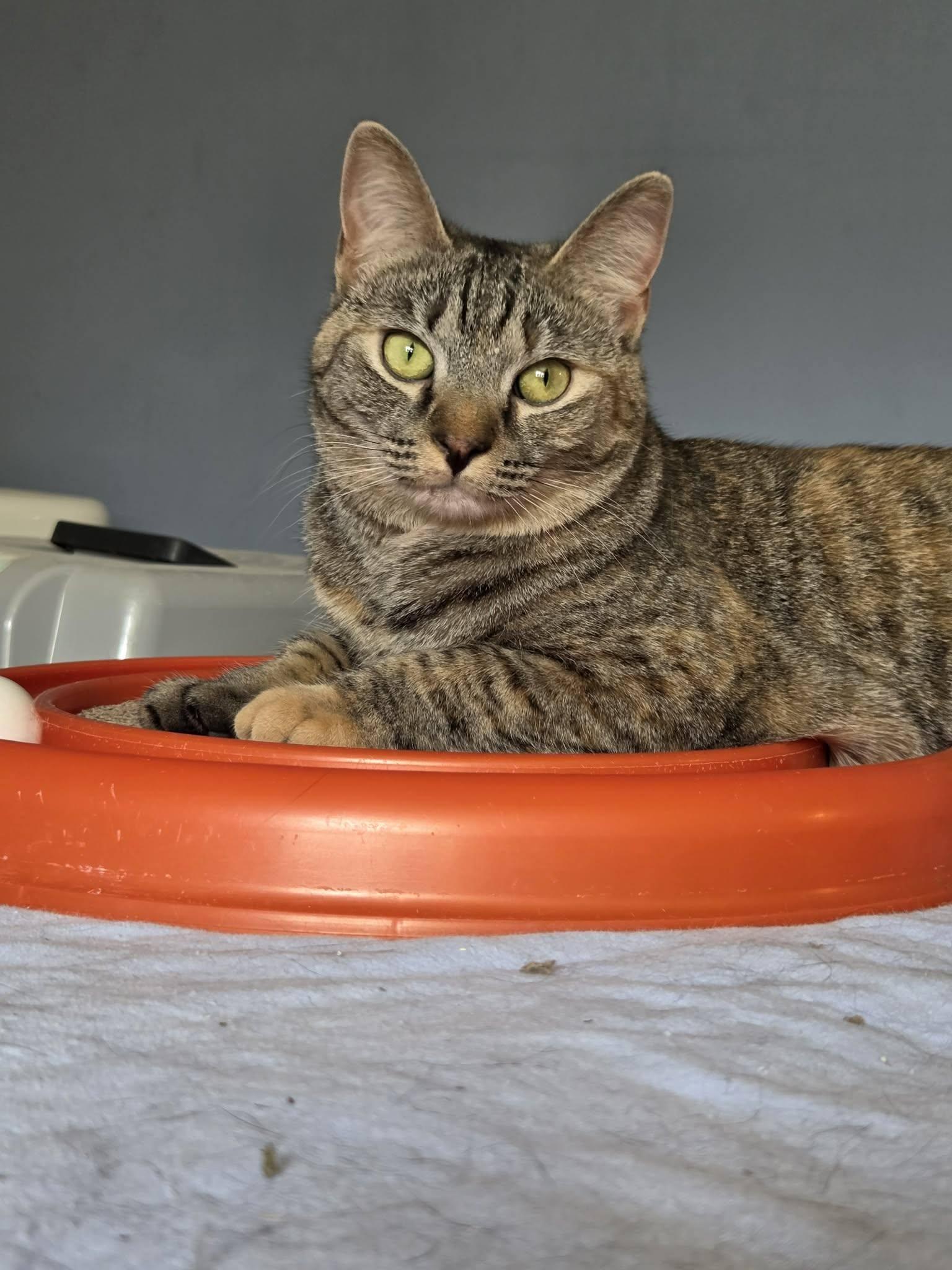 Enlarge Satin, a Adoptable Domestic Short Hair in Burlington, NC image 3/5