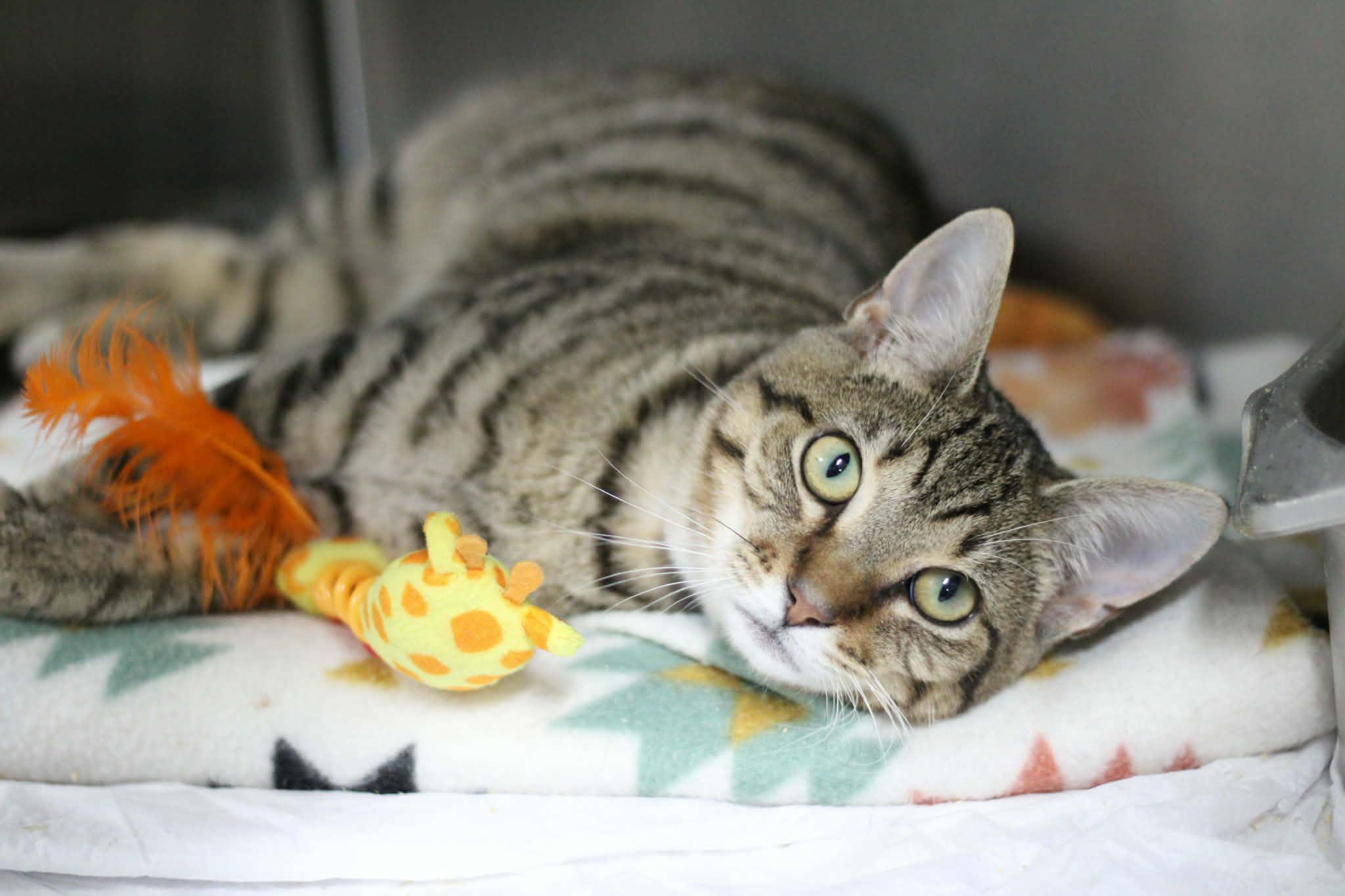 Cecil, ADOPTABLE, Adult Male Domestic Short Hair.