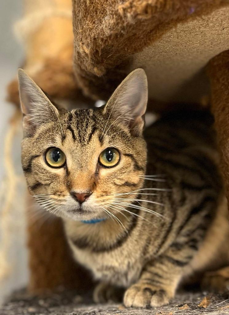 Cecil, ADOPTABLE, Adult Male Domestic Short Hair.