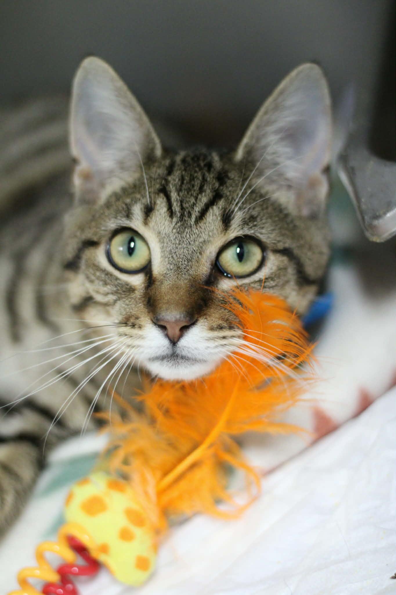 Enlarge Cecil, an adopted Domestic Short Hair in Calhoun, KY image 3/3