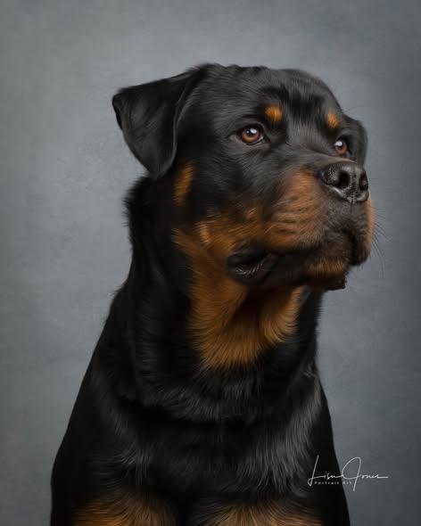 Diesel, ADOPTABLE, Young Male Rottweiler.