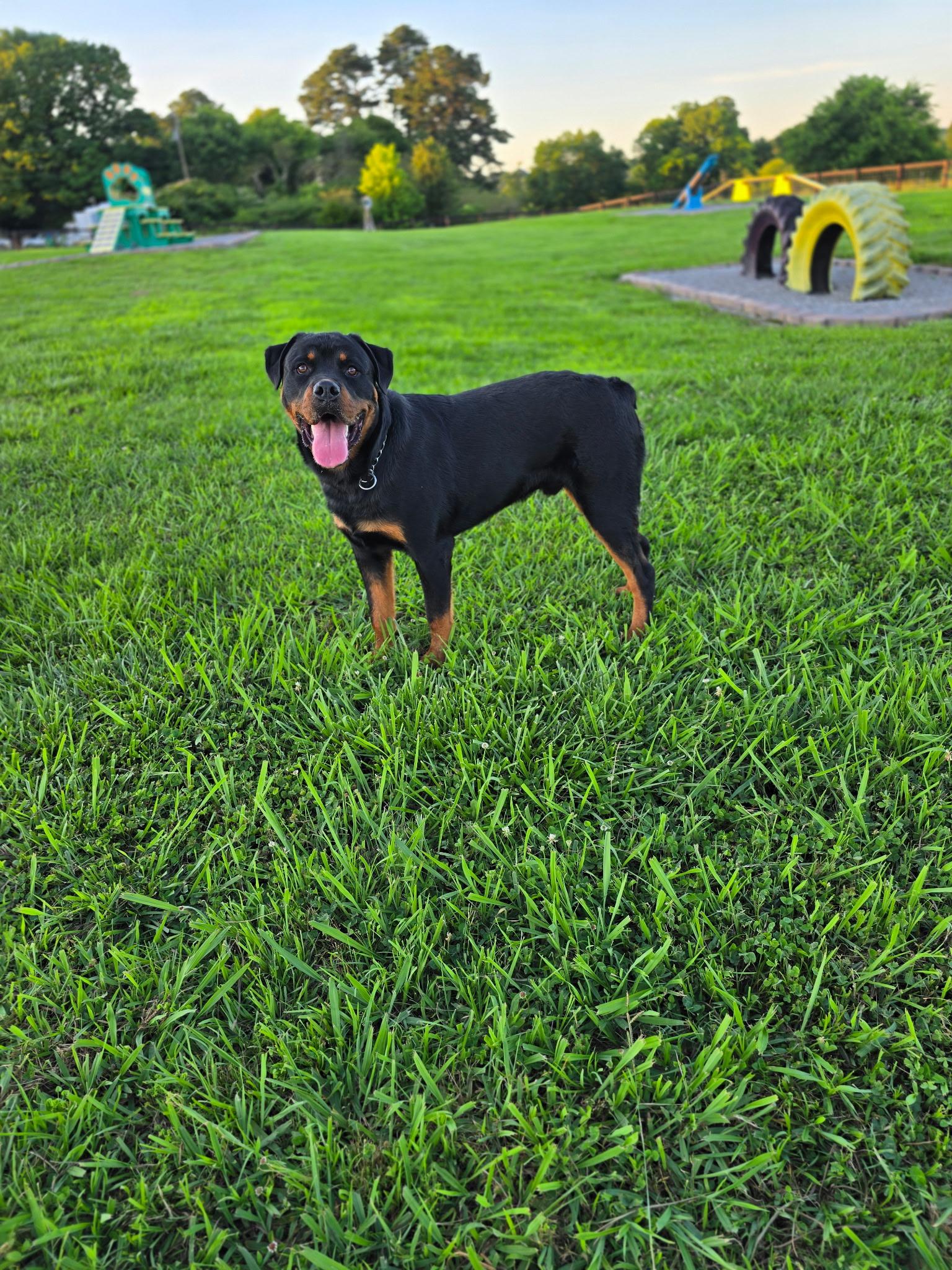 Diesel, a ADOPTABLE Rottweiler in Cullman, AL image 5/6