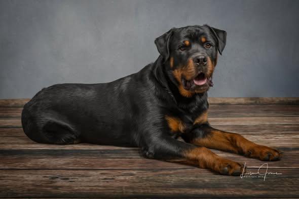 Diesel, a ADOPTABLE Rottweiler in Cullman, AL image 2/6