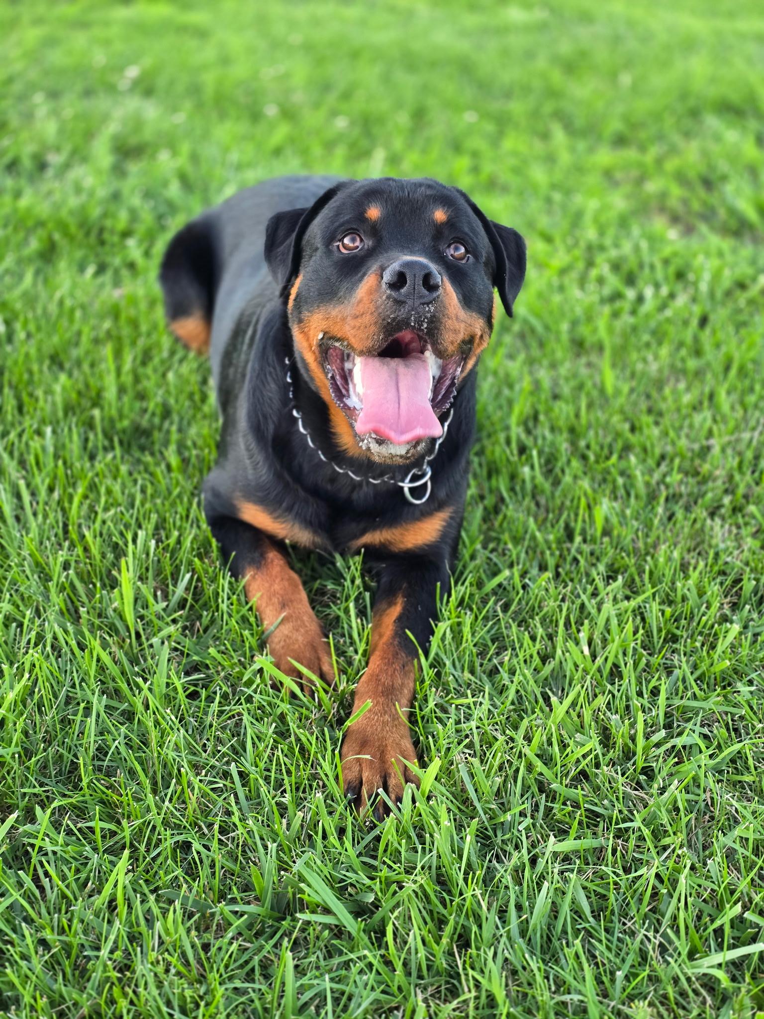Diesel, a ADOPTABLE Rottweiler in Cullman, AL image 4/6