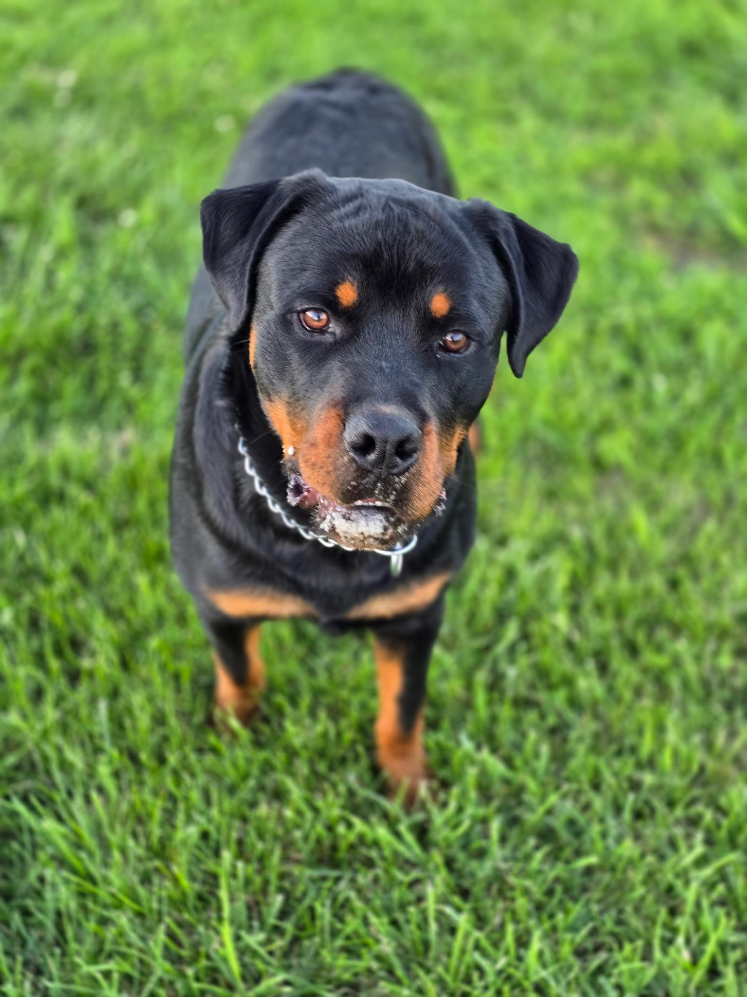 Diesel, a ADOPTABLE Rottweiler in Cullman, AL image 3/6