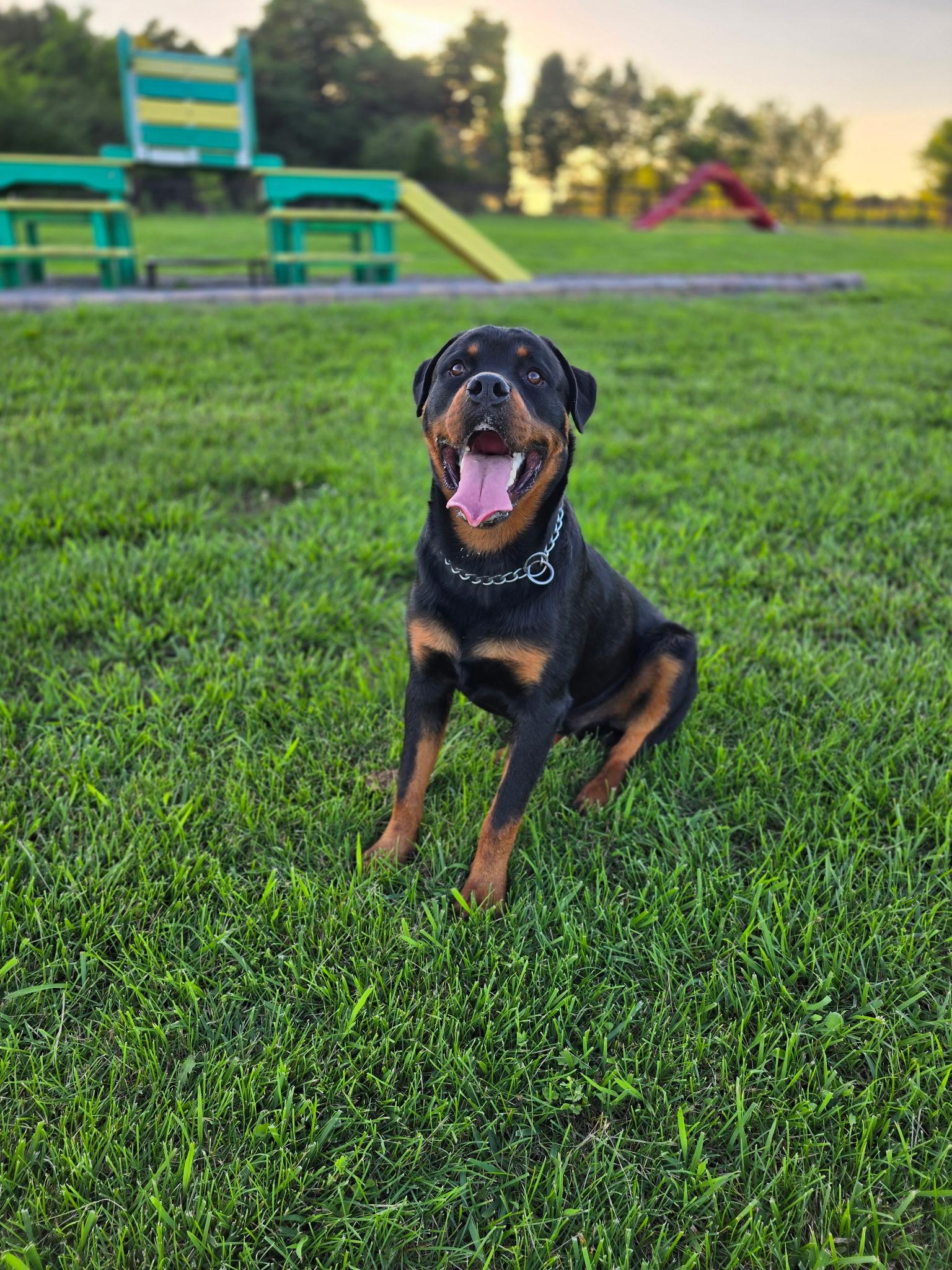 Diesel, a ADOPTABLE Rottweiler in Cullman, AL image 6/6