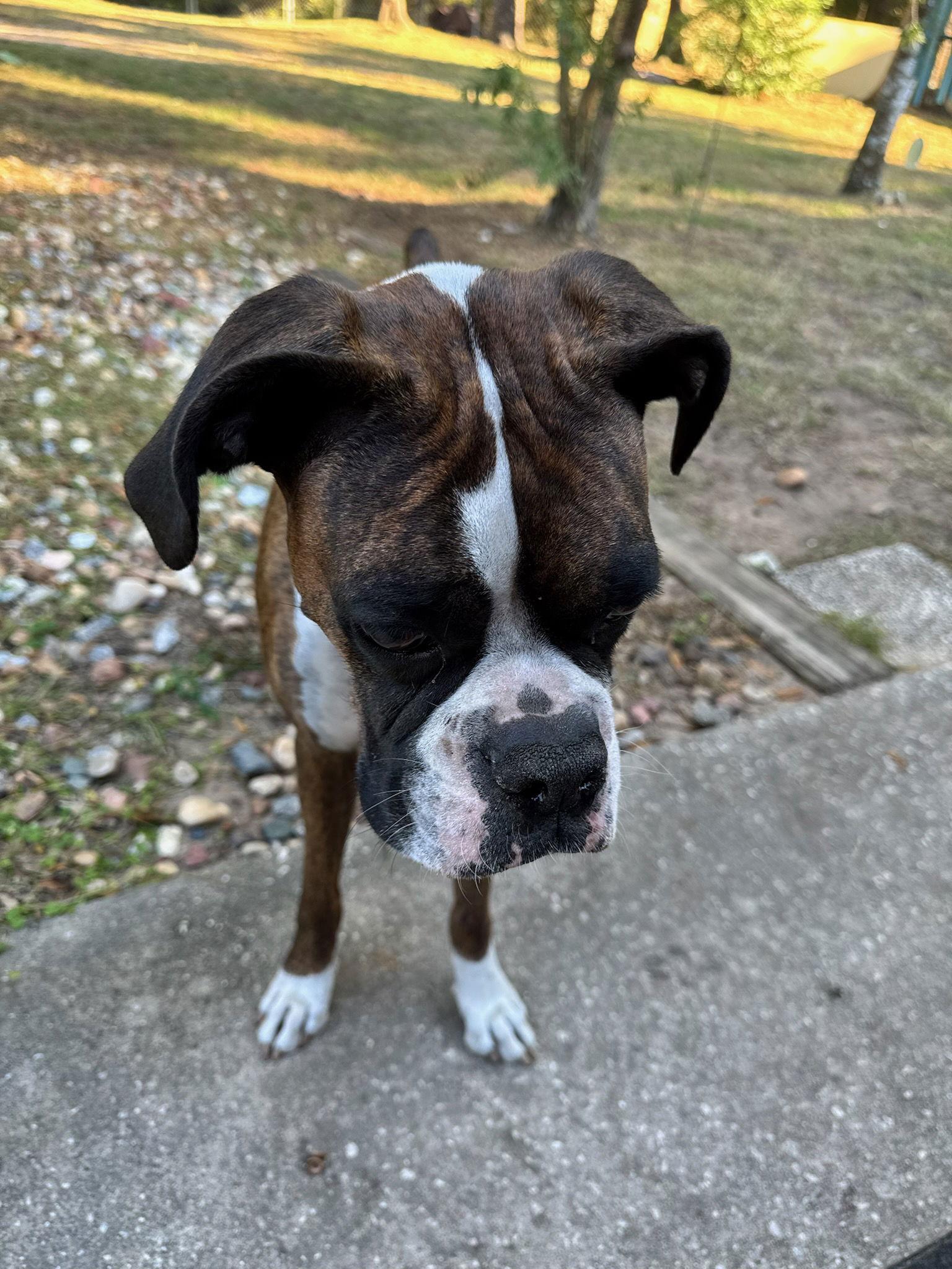 Sabiki F25-025, Adopted, Young Female Boxer.