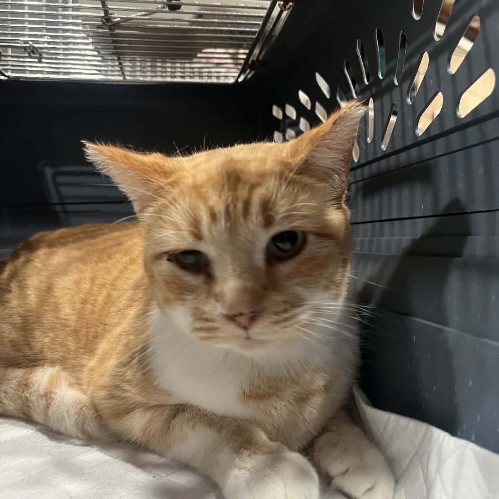 Peony, a Adoptable Domestic Short Hair in Pasadena , MD image 1/2